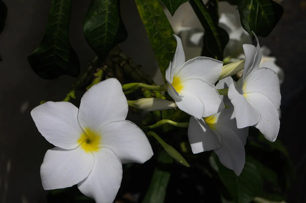 Buque de flores blancas