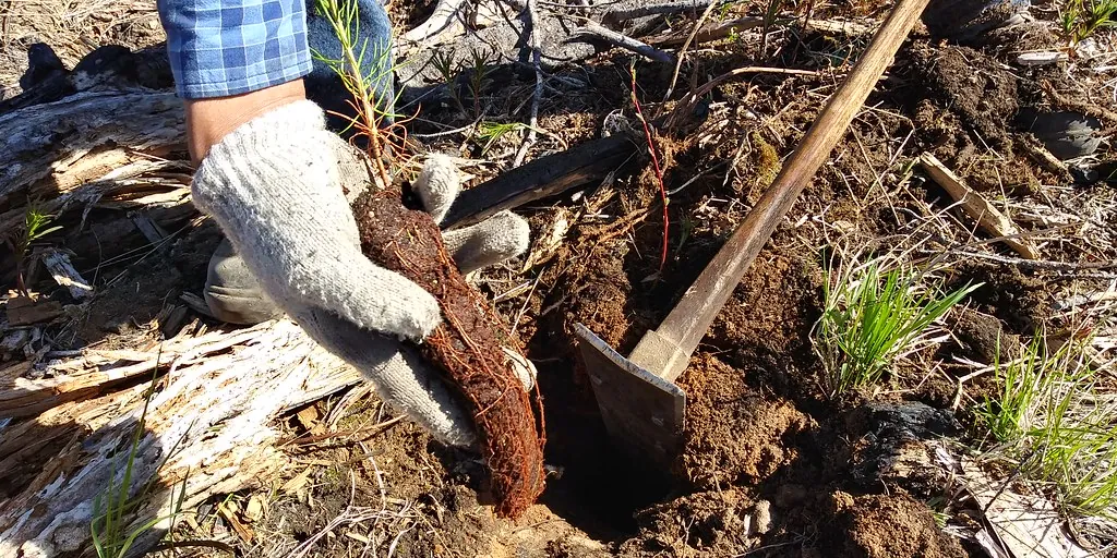 Manos plantando un árbol joven en la tierra